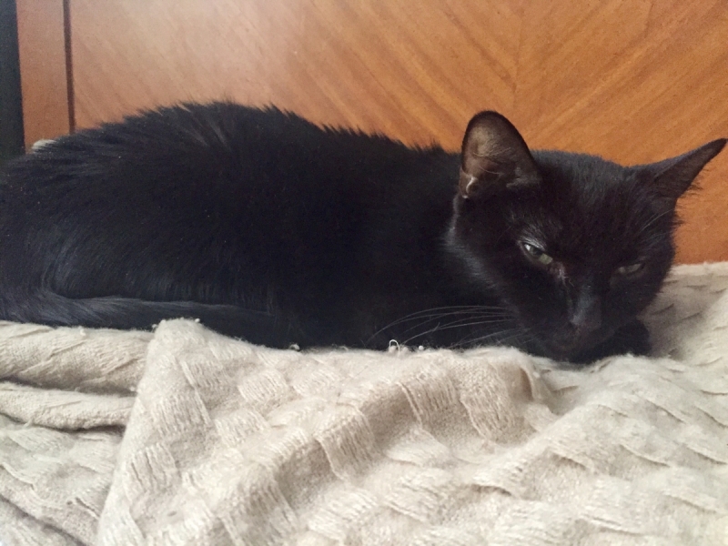 Кошки в нашей жизни. Кошки и все, что с ними связано.