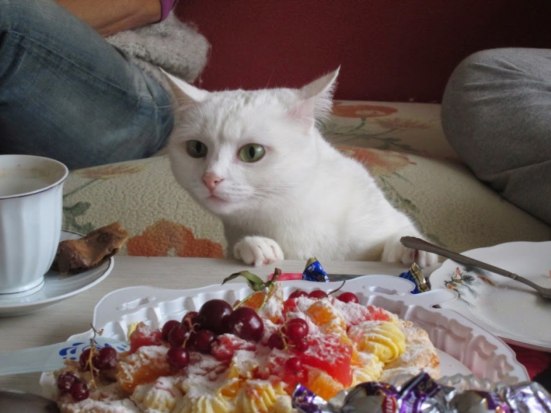 Кошки в нашей жизни. Кошки и все, что с ними связано.