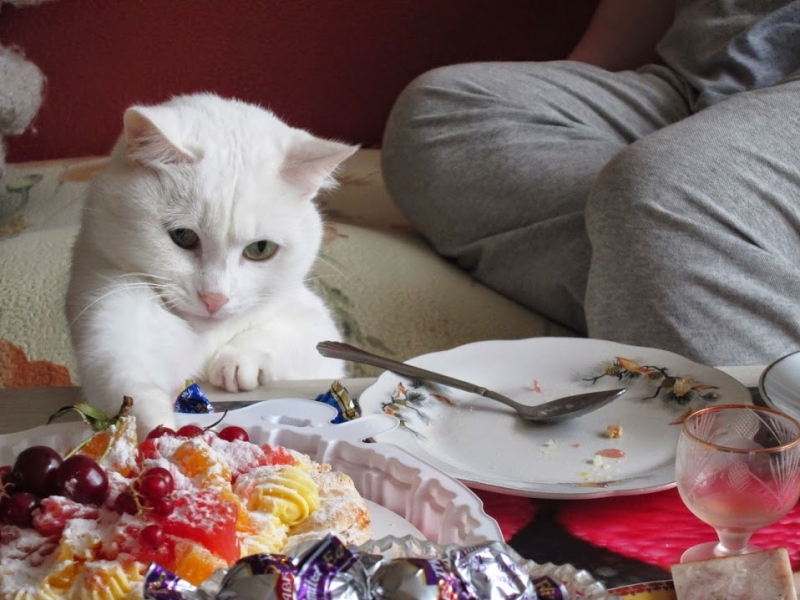 Кошки в нашей жизни. Кошки и все, что с ними связано.