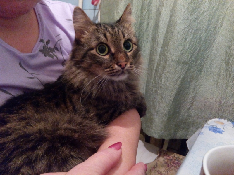 Кошки в нашей жизни. Кошки и все, что с ними связано.