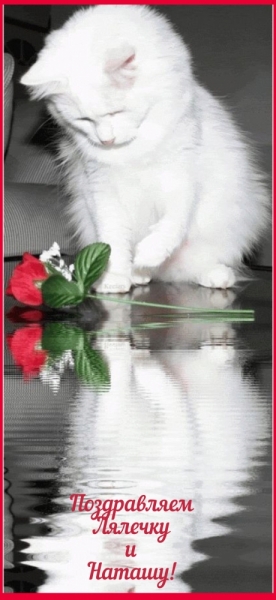 Кошки в нашей жизни. Кошки и все, что с ними связано.