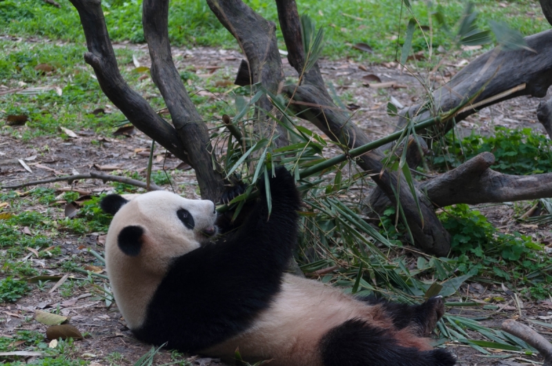 Китай 2016 глазами обывателей!