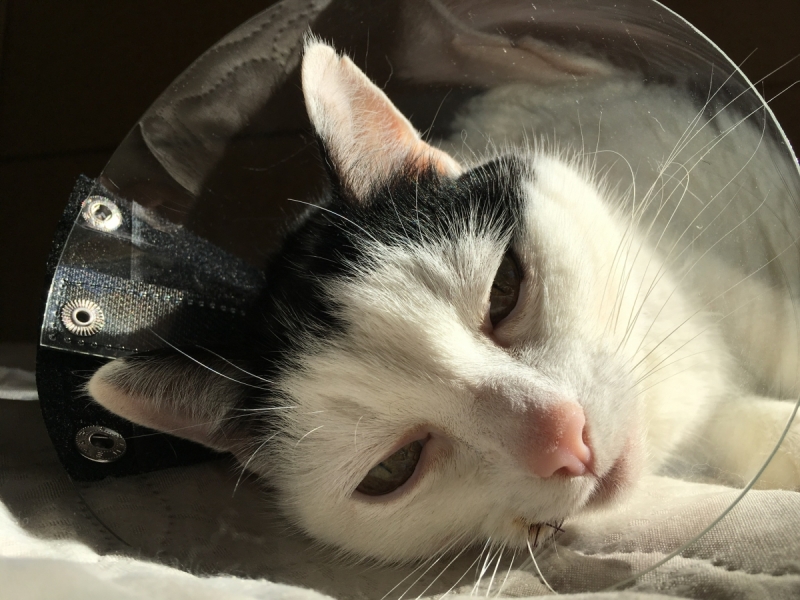 Кошки в нашей жизни. Кошки и все, что с ними связано.