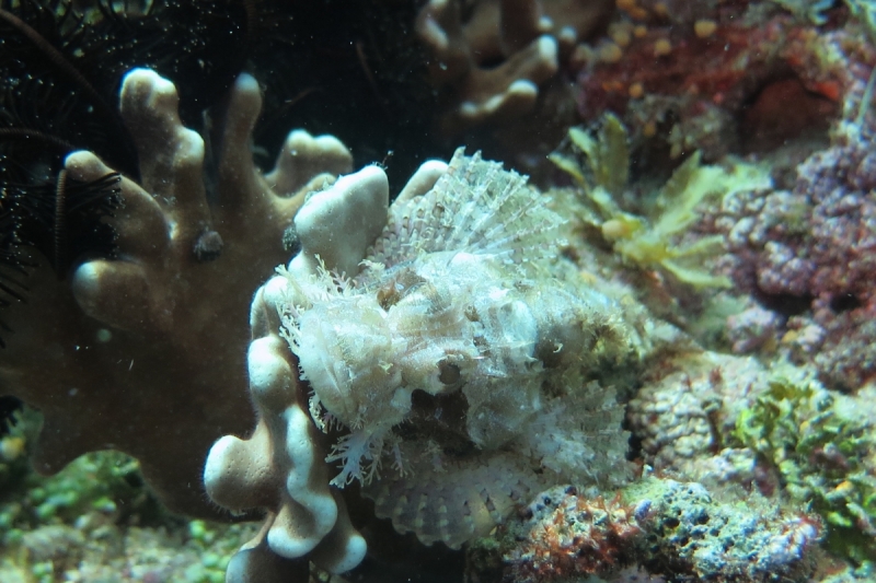 Ignota fere clarissimi aut quomodo in paradisum intellegere Philippinarum