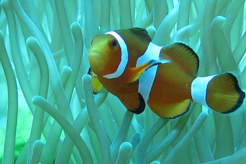 Ignota fere clarissimi aut quomodo in paradisum intellegere Philippinarum