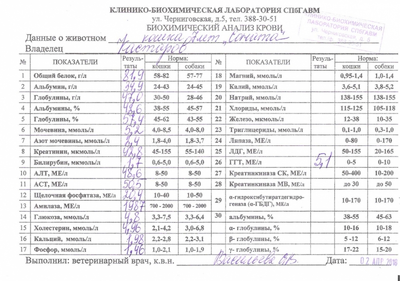 Кошки в нашей жизни. Кошки и все, что с ними связано.