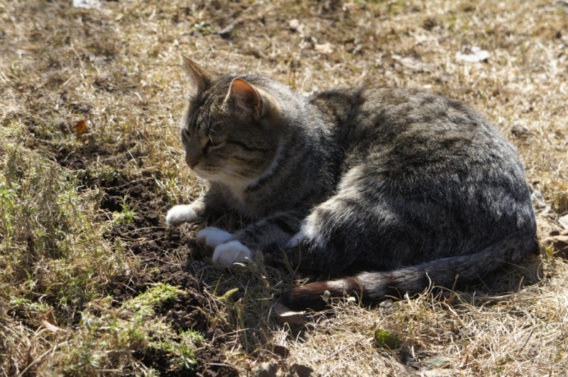 Кошки в нашей жизни. Кошки и все, что с ними связано.
