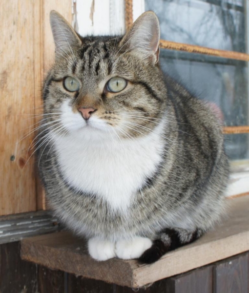 Кошки в нашей жизни. Кошки и все, что с ними связано.