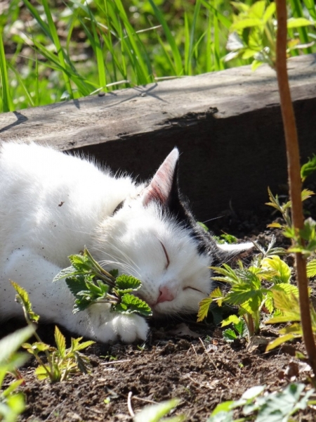 Кошки в нашей жизни. Кошки и все, что с ними связано.