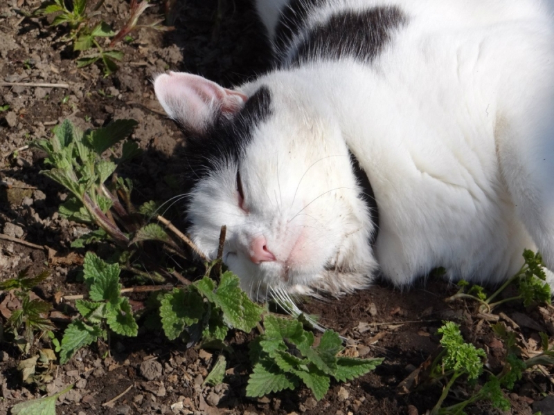 Кошки в нашей жизни. Кошки и все, что с ними связано.