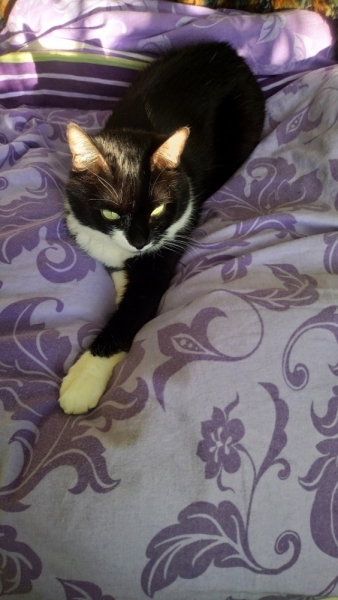 Кошки в нашей жизни. Кошки и все, что с ними связано.