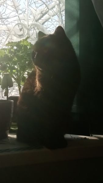 Кошки в нашей жизни. Кошки и все, что с ними связано.