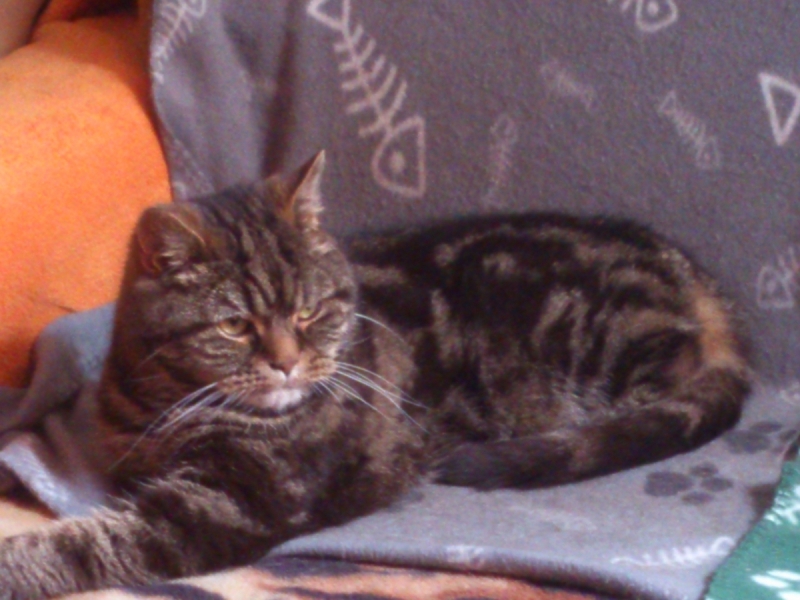 Кошки в нашей жизни. Кошки и все, что с ними связано.