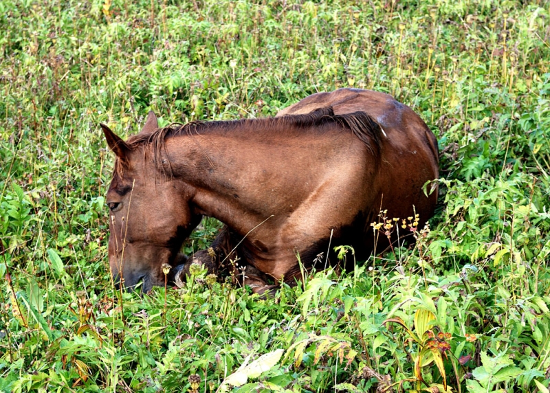 Конный поход по Горному Алтаю 2017 г