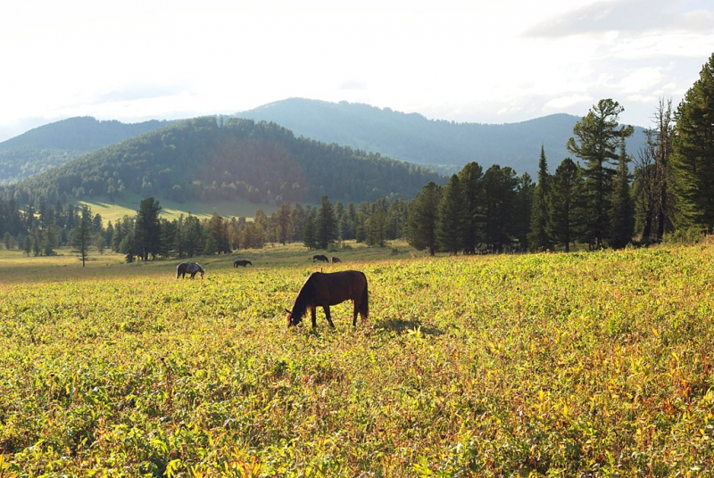 Конный поход по Горному Алтаю 2017 г