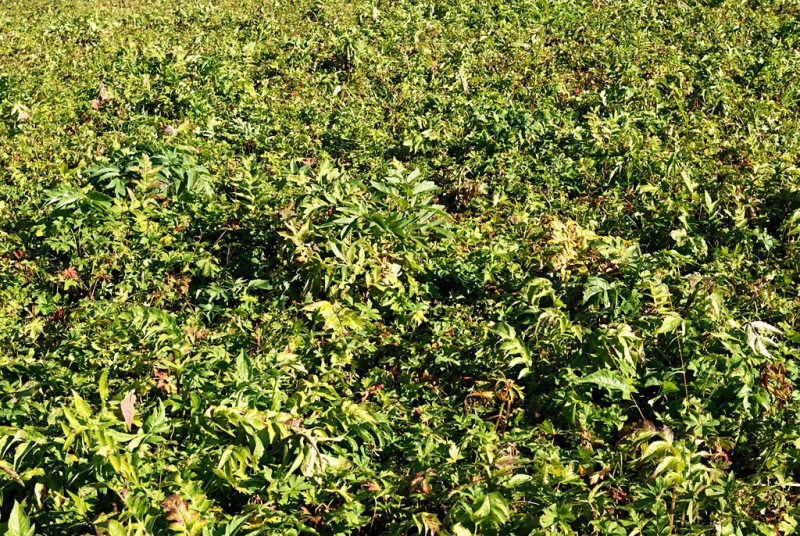 Конный поход по Горному Алтаю 2017 г