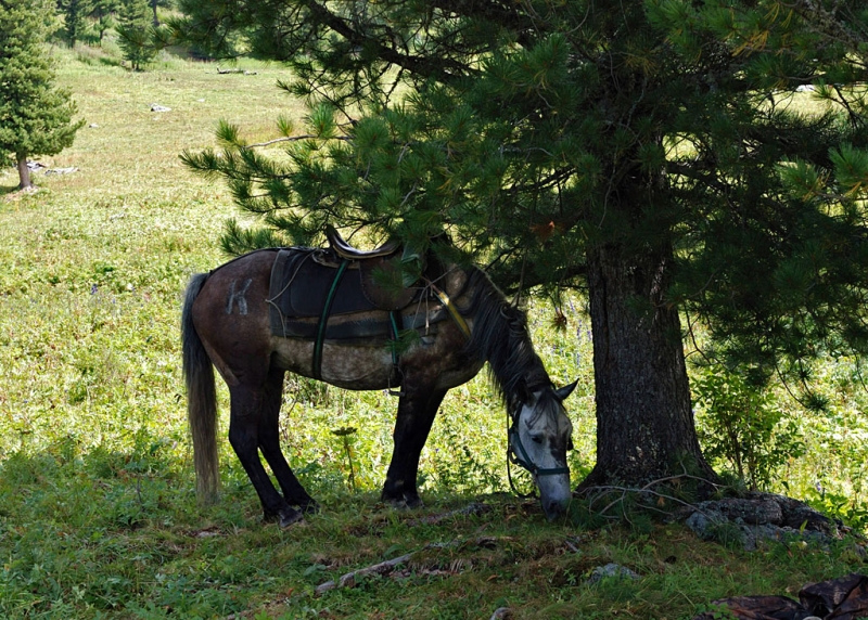 Конный поход по Горному Алтаю 2017 г