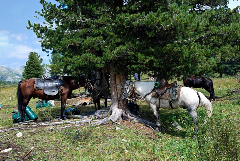 Конный поход по Горному Алтаю 2017 г