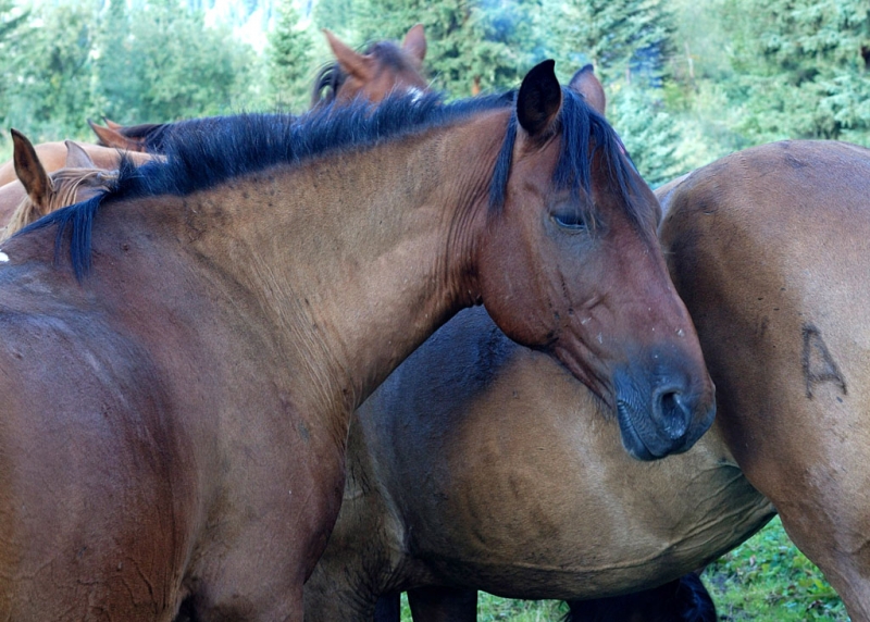 Конный поход по Горному Алтаю 2017 г