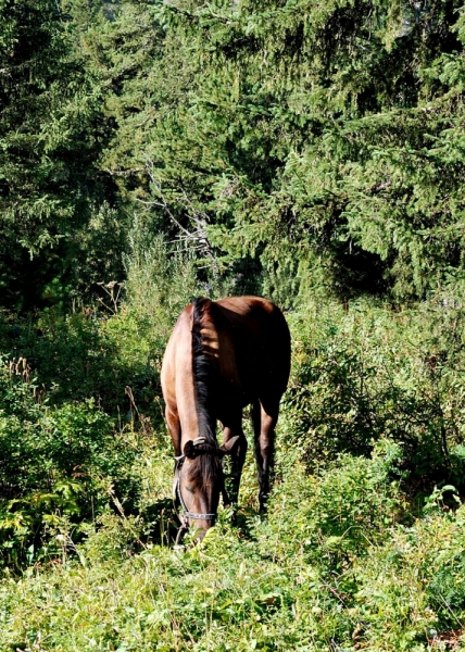Конный поход по Горному Алтаю 2017 г
