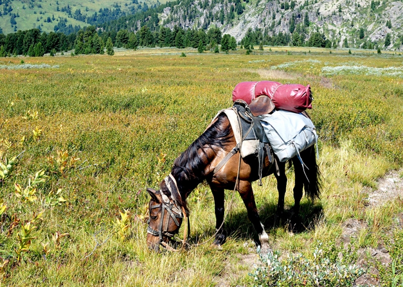 Конный поход по Горному Алтаю 2017 г