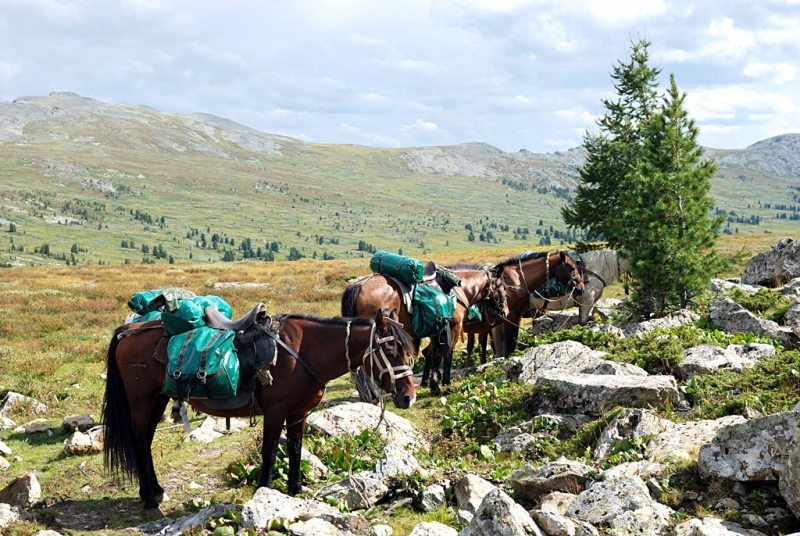 Конный поход по Горному Алтаю 2017 г