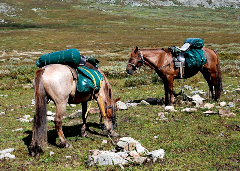 Конный поход по Горному Алтаю 2017 г