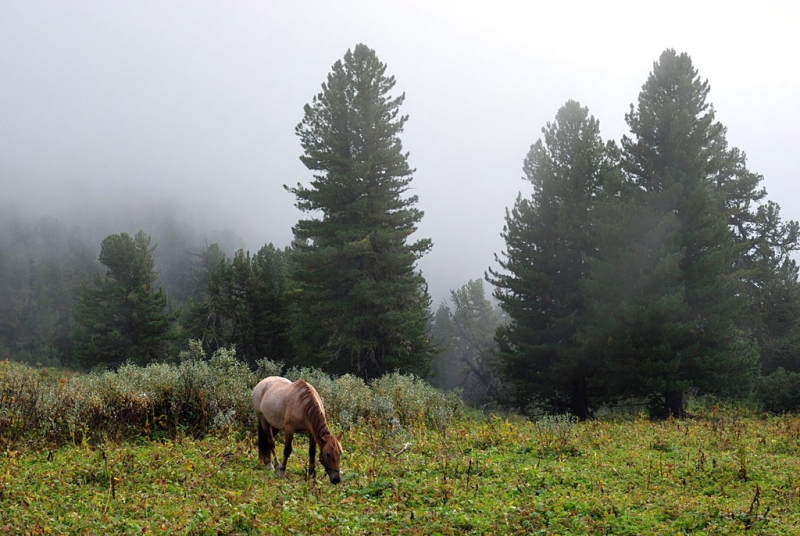Конный поход по Горному Алтаю 2017 г