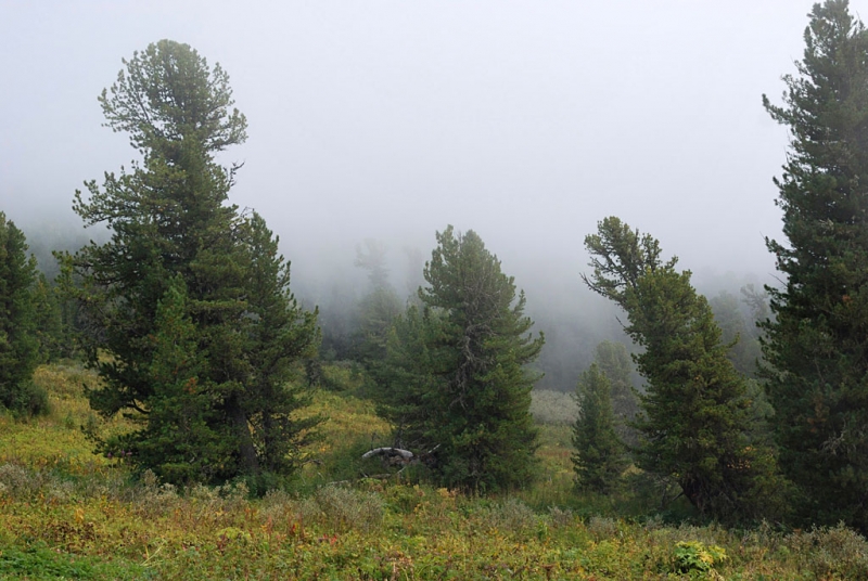 Конный поход по Горному Алтаю 2017 г