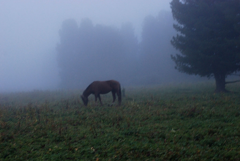 Конный поход по Горному Алтаю 2017 г