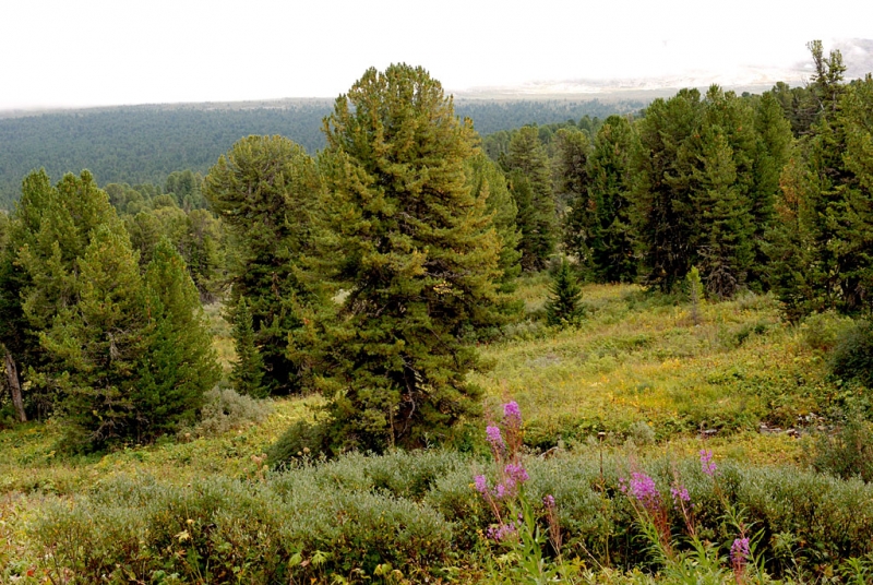 Конный поход по Горному Алтаю 2017 г