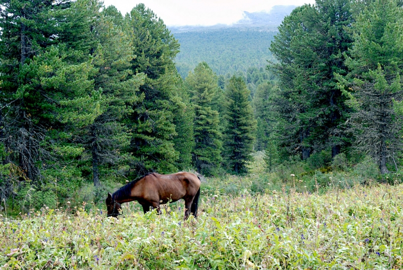 Конный поход по Горному Алтаю 2017 г