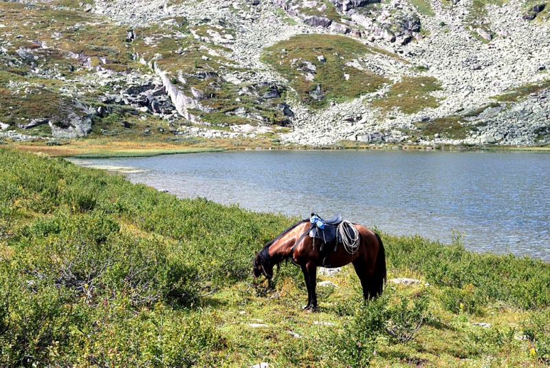 Конный поход по Горному Алтаю 2017 г