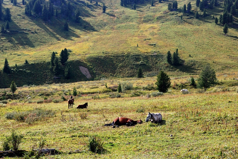Конный поход по Горному Алтаю 2017 г