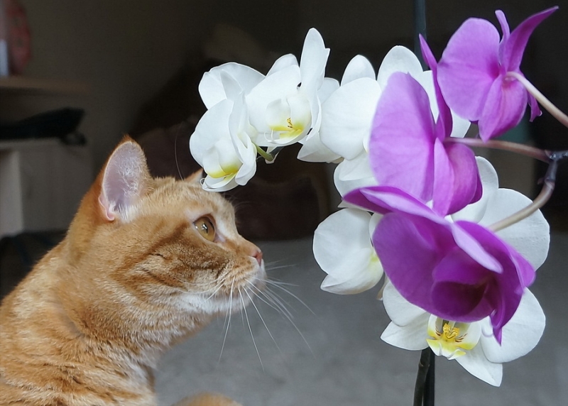 Кошки в нашей жизни. Кошки и все, что с ними связано.