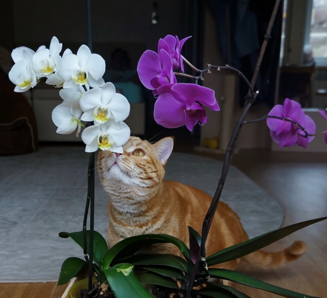 Кошки в нашей жизни. Кошки и все, что с ними связано.