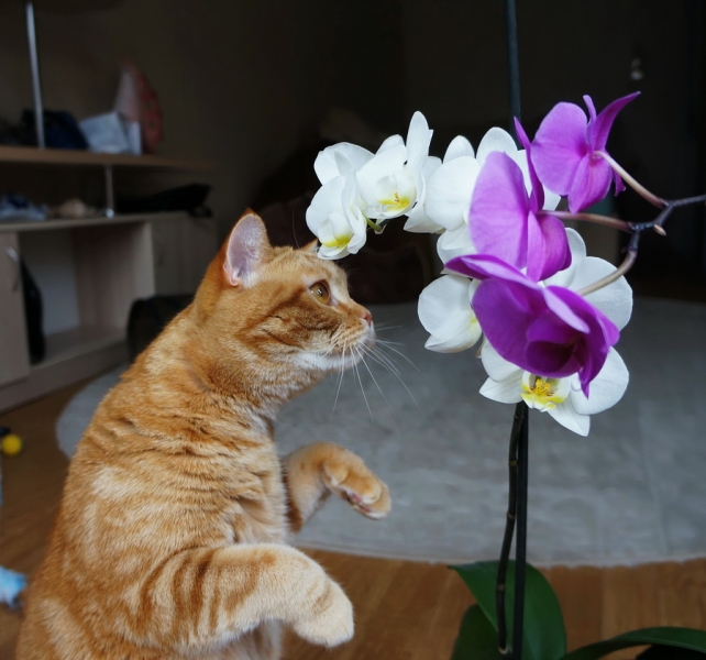 Кошки в нашей жизни. Кошки и все, что с ними связано.