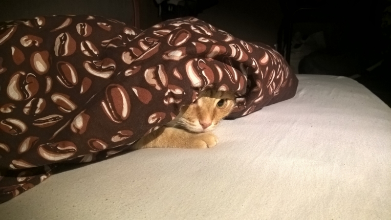 Кошки в нашей жизни. Кошки и все, что с ними связано.