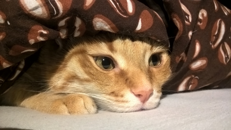 Кошки в нашей жизни. Кошки и все, что с ними связано.