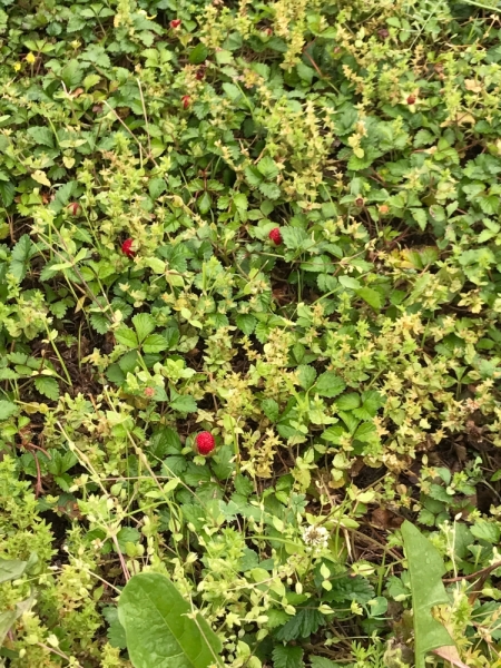 Большие города . Запад и Восток США