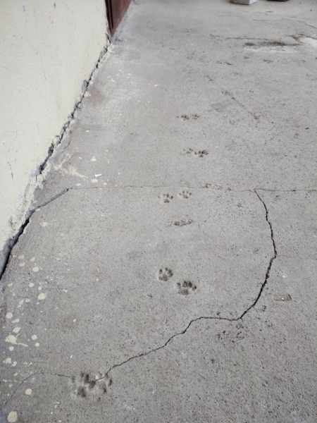 Кошки в нашей жизни. Кошки и все, что с ними связано.