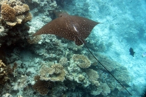 Мальдивы. Vilamendhoo. Октябрь 2011.