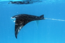 Мальдивы. Vilamendhoo. Октябрь 2011.