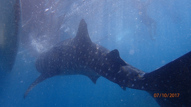 Ignota fere clarissimi aut quomodo in paradisum intellegere Philippinarum