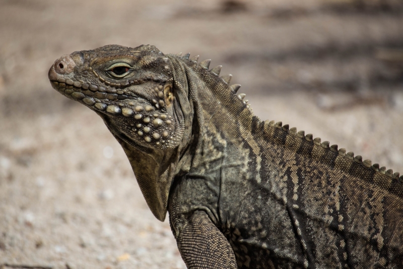 Куба 2018. Остров никому ненужной свободы (много фото)