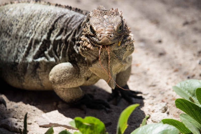 Куба 2018. Остров никому ненужной свободы (много фото)
