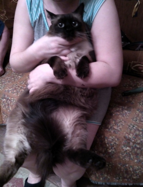 Кошки в нашей жизни. Кошки и все, что с ними связано.