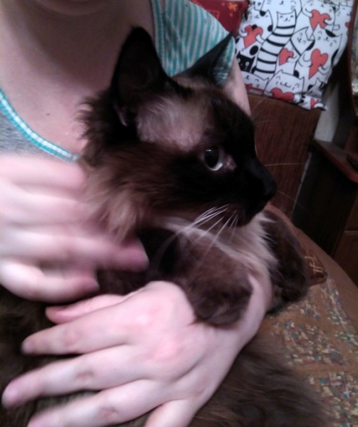 Кошки в нашей жизни. Кошки и все, что с ними связано.