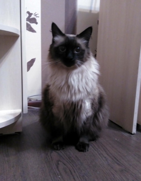 Кошки в нашей жизни. Кошки и все, что с ними связано.