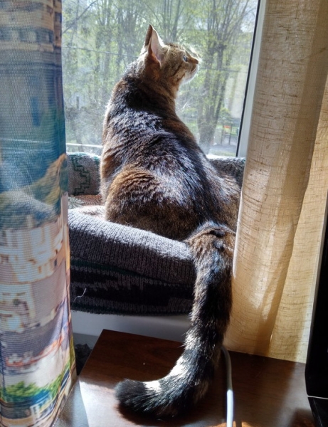 Кошки в нашей жизни. Кошки и все, что с ними связано.